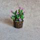 Cactus miniatur 
