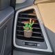 Cactus miniatur 