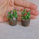 Cactus miniatur 