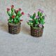 Cactus miniatur 