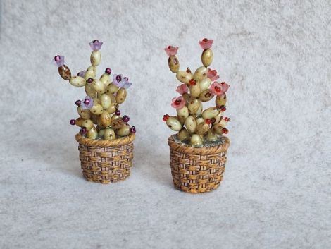 Cactus miniatural