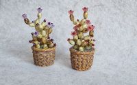 Cactus miniatural