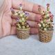 Cactus miniatural