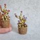 Cactus miniatural