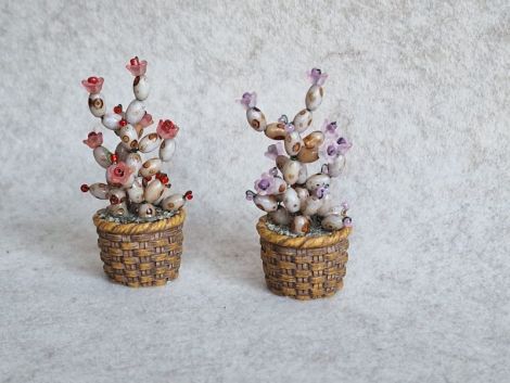 Cactus miniatur
