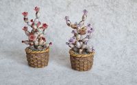 Cactus miniatur 