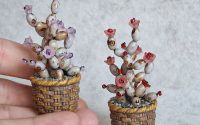 Cactus miniatur 