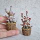 Cactus miniatur 