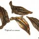 Charm frunza br cu carabus