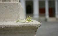 Bratara flower