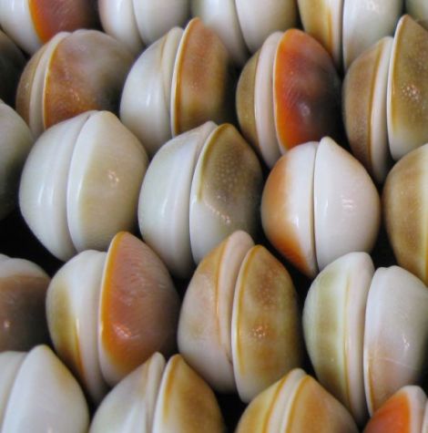 Shell beads Scoici